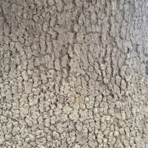Oak Bark Form Liner