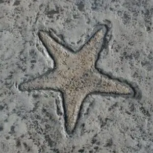 Aquatic Series-Starfish Concrete Stamp