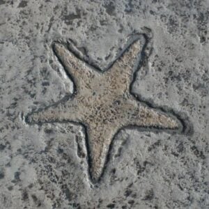 Aquatic Series-Starfish Concrete Stamp