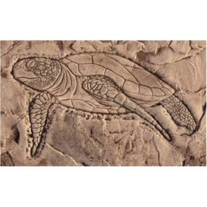 Aquatic Series-Sea Turtle Swimming Concrete Stamp